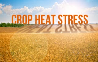 crop heat stress